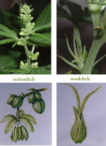 reguläre Hanfsamen geschlechter