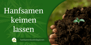 Hanfsamen keimen