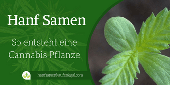 Hanf Samen – So entsteht eine Cannabis Pflanze Hanf Samen – So entsteht eine Cannabis Pflanze