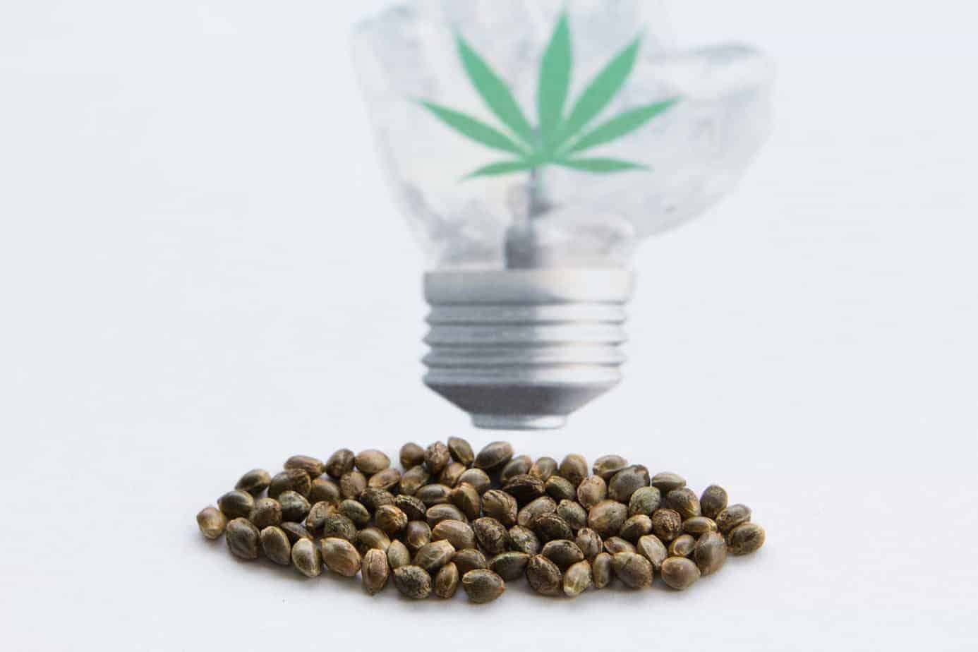 Die besten Cannabis Samen kaufen online