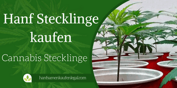 Cannabis Stecklinge kaufen