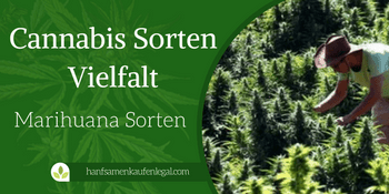 Cannabis Sorten FI