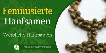 Feminisierte Hanfsamen FI