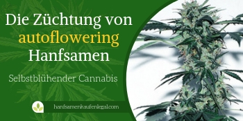 die züchtung von autoflowering hanfsamen - cannabis
