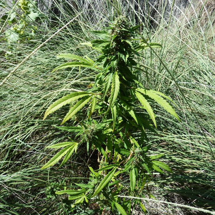 cannabis ruderalis