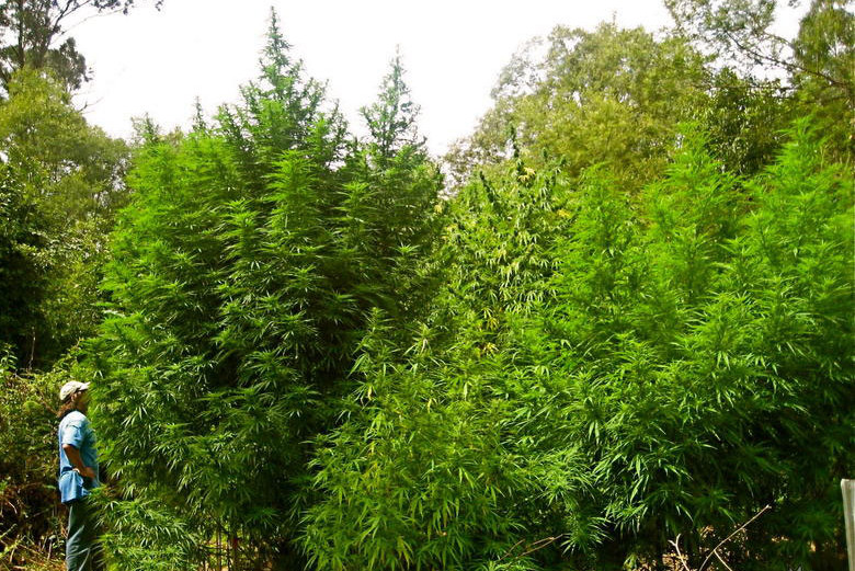 Wie man mit massiven Cannabis-Pflanzen umgeht