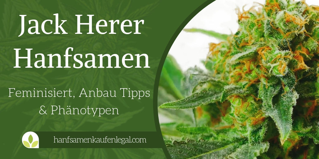 Jack Herer Hanfsamen