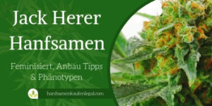 Jack Herer Hanfsamen FI