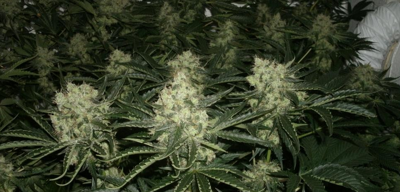 Der Anbau von Jack Herer