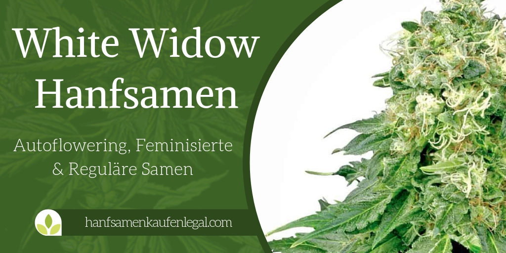 White Widow Hanfsamen