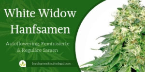 White Widow Hanfsamen FI