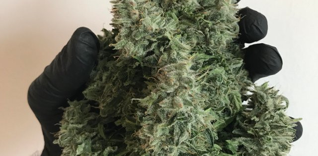 White Widow Ertrag