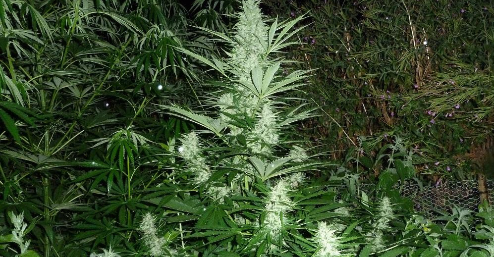 white widow outdoor