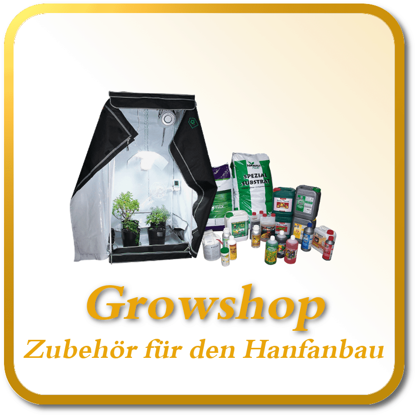 Die besten Cannabis Samen kaufen online