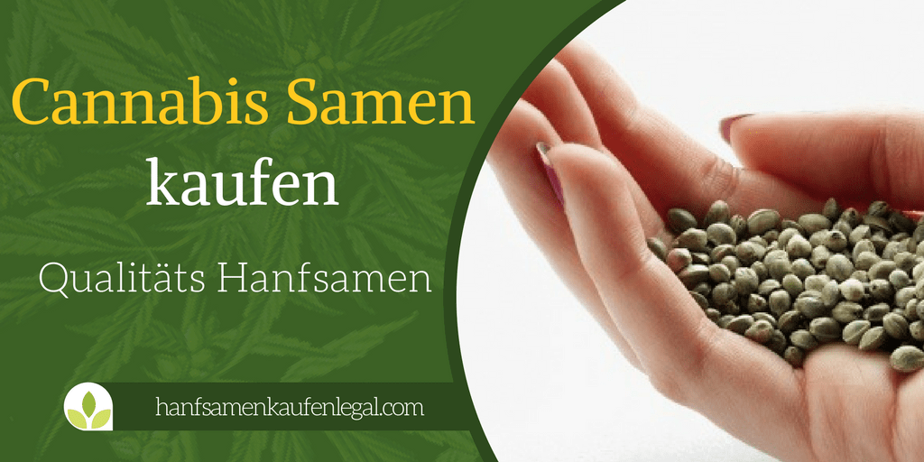 Die Besten Cannabis Samen Kaufen Online