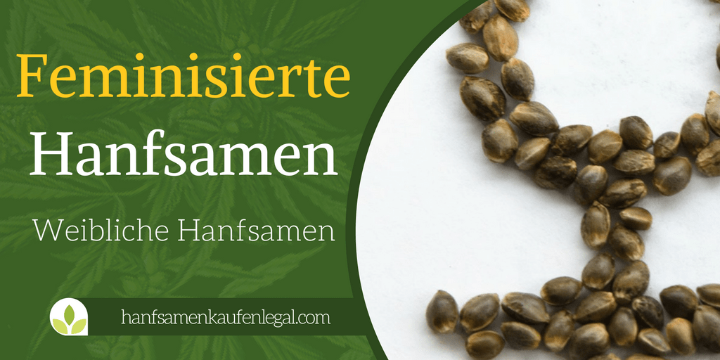 46+ Hanf Pflanze Weiblich Kaufen, Dutch passion war das erste.
