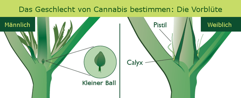 Bestimmung des Geschlechts Ihrer Cannabispflanzen